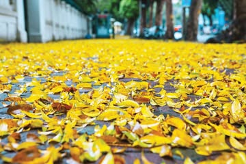 Lá mùa thu rơi "vàng" đầy đường